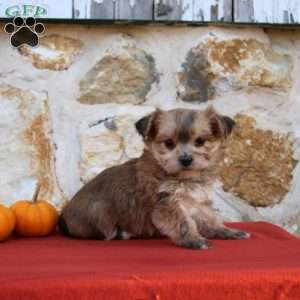 Unicha, Morkie / Yorktese Puppy